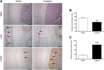 Insights Into Acute and Delayed Cisplatin-Induced Emesis From a Microelectrode Array, Radiotelemetry and Whole-Body Plethysmography Study of Suncus murinus (House Musk Shrew)